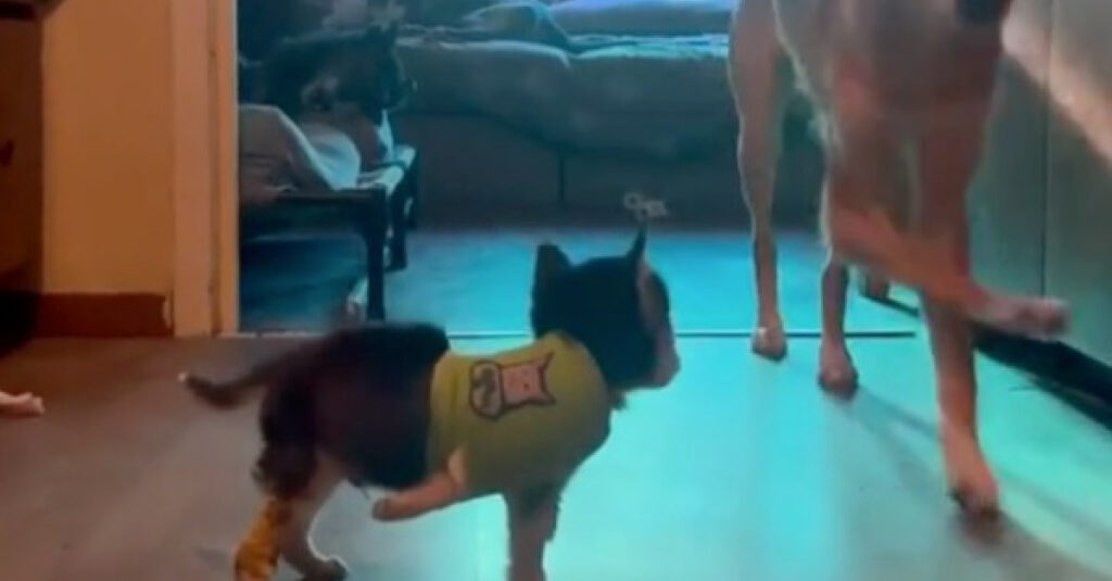 Vidéo : Husky paraplégique apprend à marcher grâce à l’incroyable soutien d’un camarade croisé !