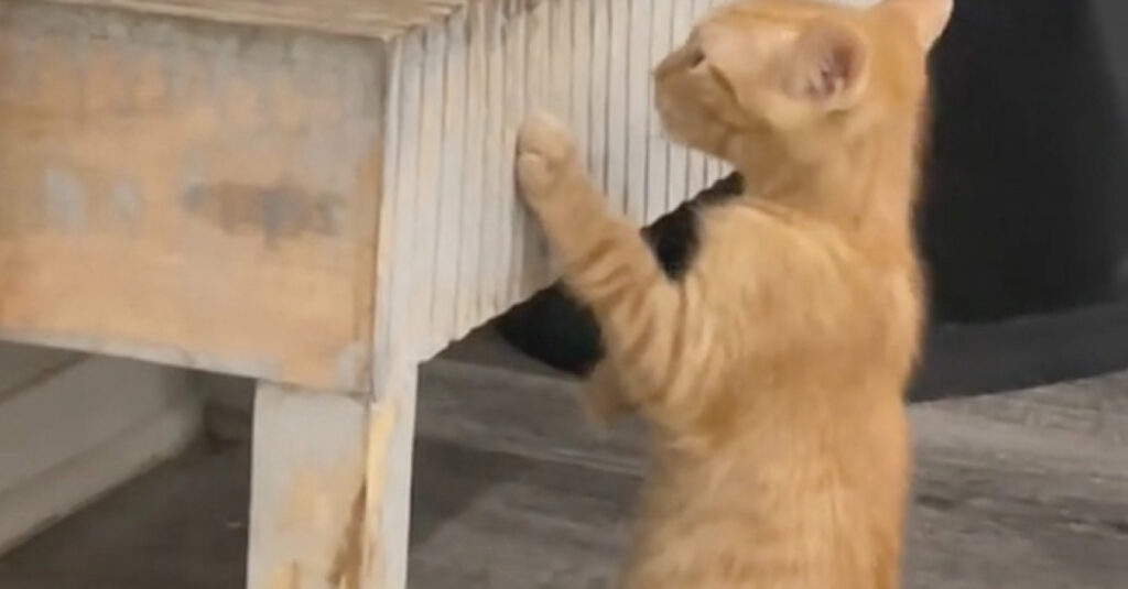 Vidéo : Les habitudes de boisson insolites d’un chaton amusant vont conquérir les internautes !