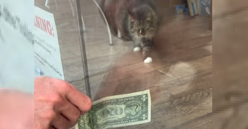 Vidéo: Regardez cette chatte géniale collecter de l’argent pour une bonne cause avec un succès éternel!