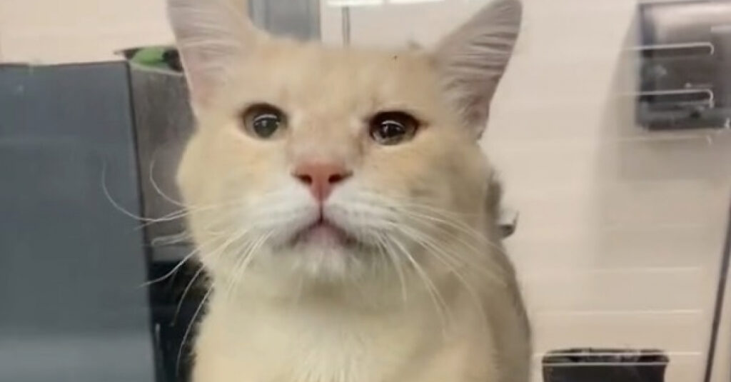 Vidéo émouvante: Ce chat, abandonné, pleure chaque jour, espérant être adopté !