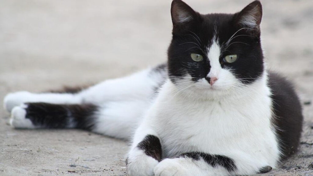Une chatte disparue pendant 2 ans réapparaît miraculeusement chez elle!