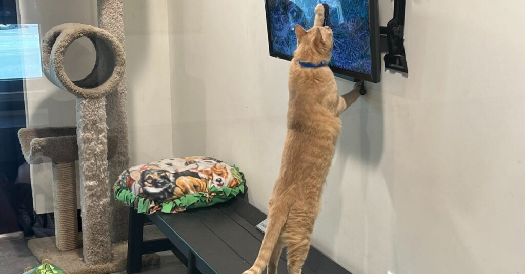 Ce chat errant trouve l’amour grâce à sa passion télé – Émouvant !