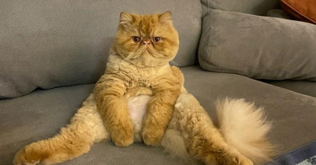 Ce chat révolutionnaire révèle une posture assise unique qui fascine internet !