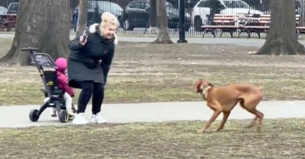 Ce chien demande à des inconnus de lui lancer sa balle, ce qu’il se passe est incroyable ! (vidéo)