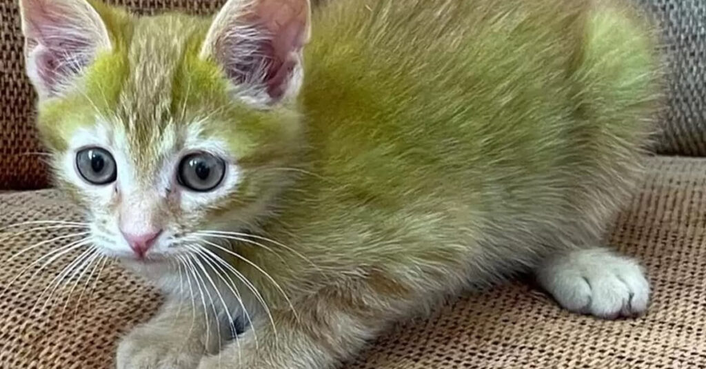 Ce commerçant découvre un chaton au pelage vert vif… et ça va vous étonner !