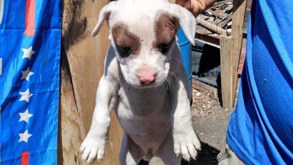 Chiot miraculé échappe de peu au drame, mais attention, un an après, le cauchemar se répète !