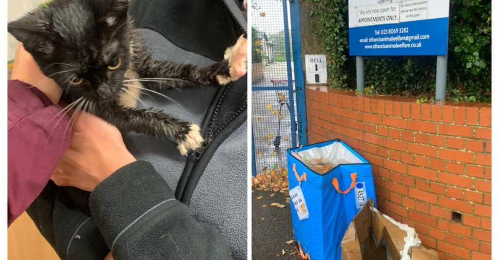 Deux chats abandonnés défient le temps après avoir été livrés à leur sort devant un refuge