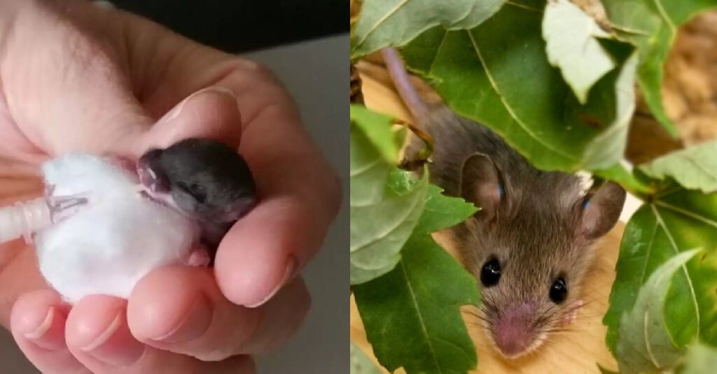 Émouvante surprise : Des souris ‘jardinières’ font un don inoubliable en partant !