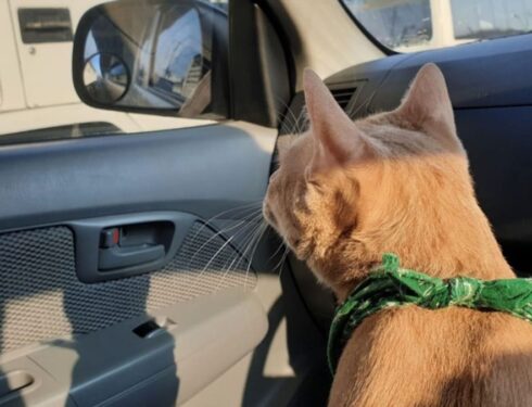 Un chat roux dans une voiture