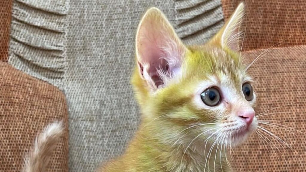 Incroyable : La fourrure du chaton devient verte, pourtant c’est bien réel ! (vidéo)