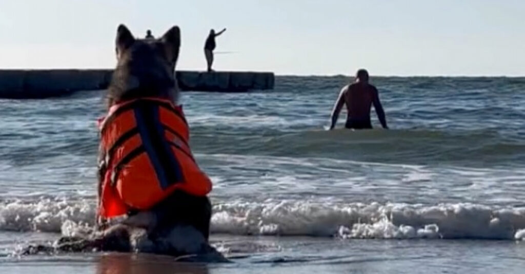 Incroyable : Regardez comment ce chien paralysé découvre la joie de la mer grâce à un gilet spécial (vidéo)