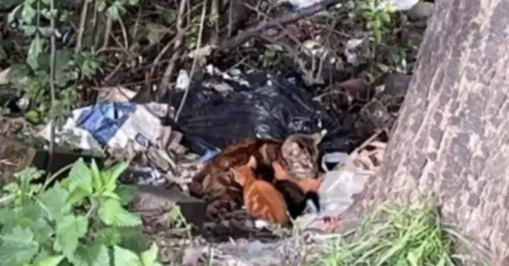 Incroyable découverte : Chatte blessée et 4 chatons sauvés d’un enfer d’ordures !