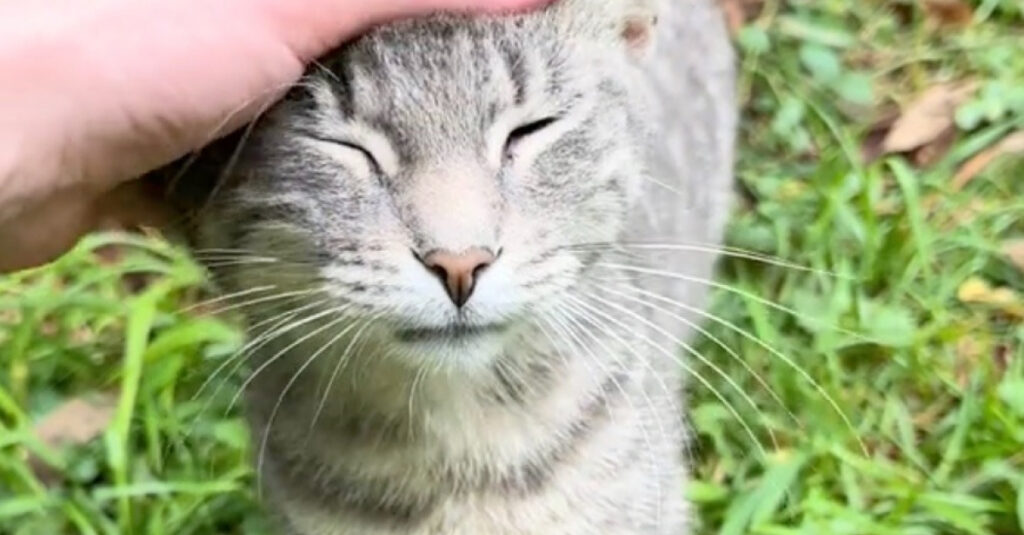 Incroyable réaction d’une famille de chats abandonnés envers une bienfaitrice (vidéo)