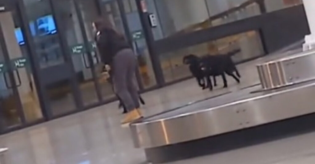 Incroyable scène : des chiens policiers s’évadent pour une pause adorable à l’aéroport !
