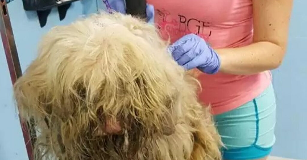 Incroyable transformation d’un chien errant abandonné : découvrez le résultat stupéfiant de son toilettage nocturne !