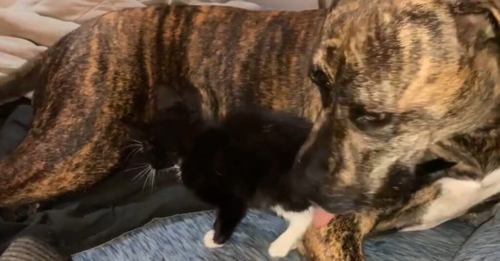 Incroyable vidéo : Ce chaton amoureux d’un chien battu trouve un foyer chaleureux !