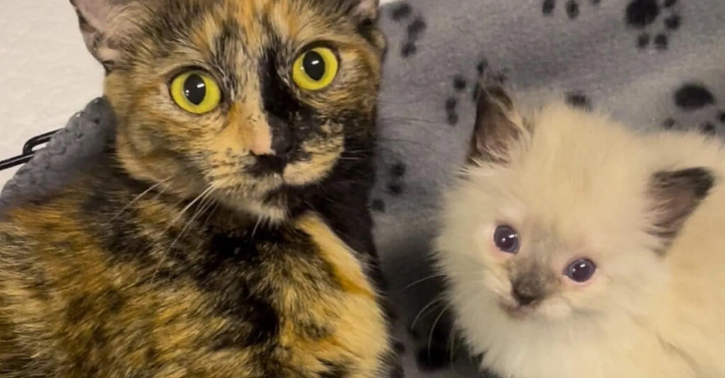 Incroyable vidéo : La maman chat prouve sa détermination pour sauver son unique chaton survi
