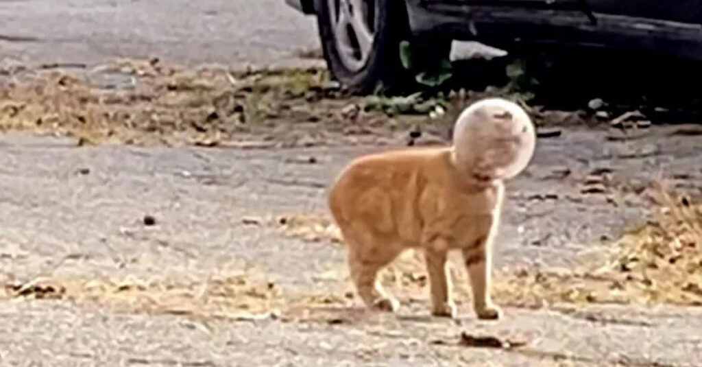 Incroyable vidéo : Sauvetage d’un chaton piégé dans un pot de verre !