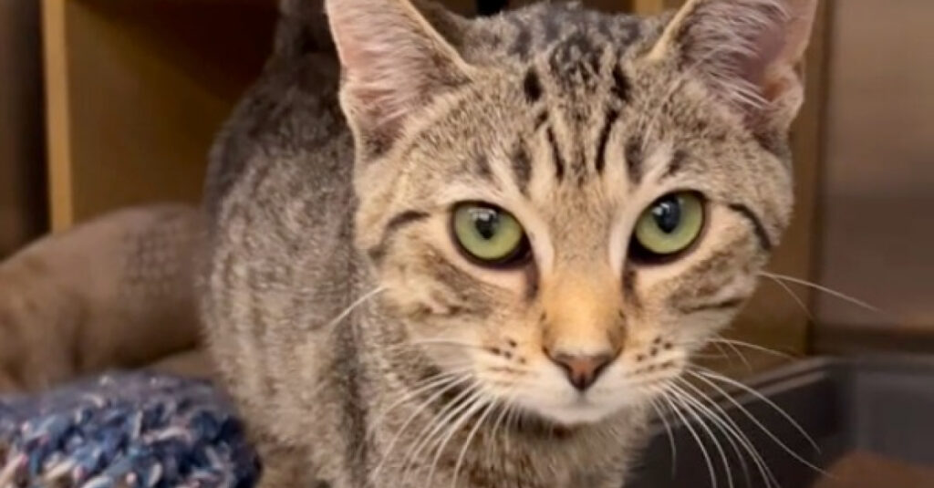 Incroyable vidéo : Un chaton adopté finit abandonné en seulement 24h !