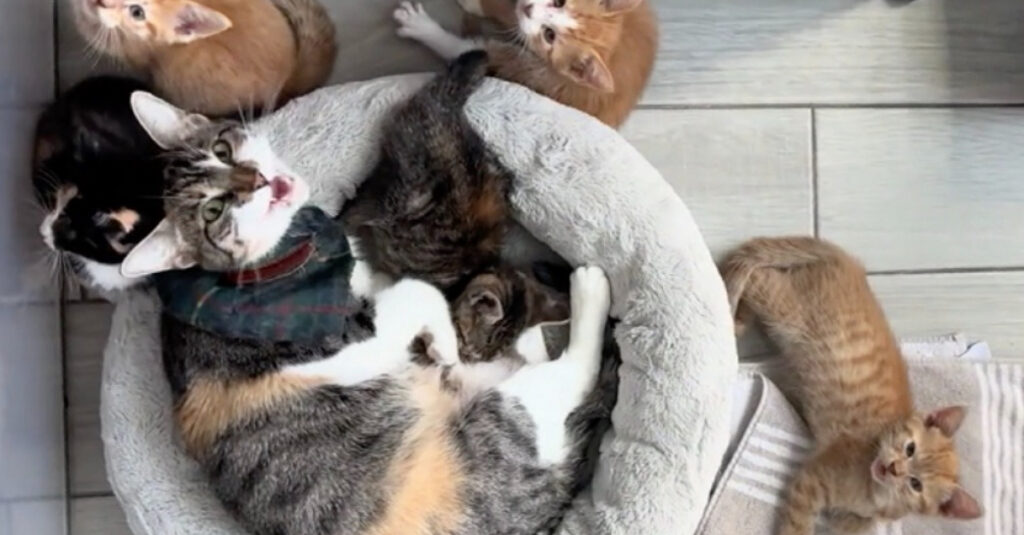 Incroyable vidéo : une chatte adopte les chatons de sa sœur et devient leur mère