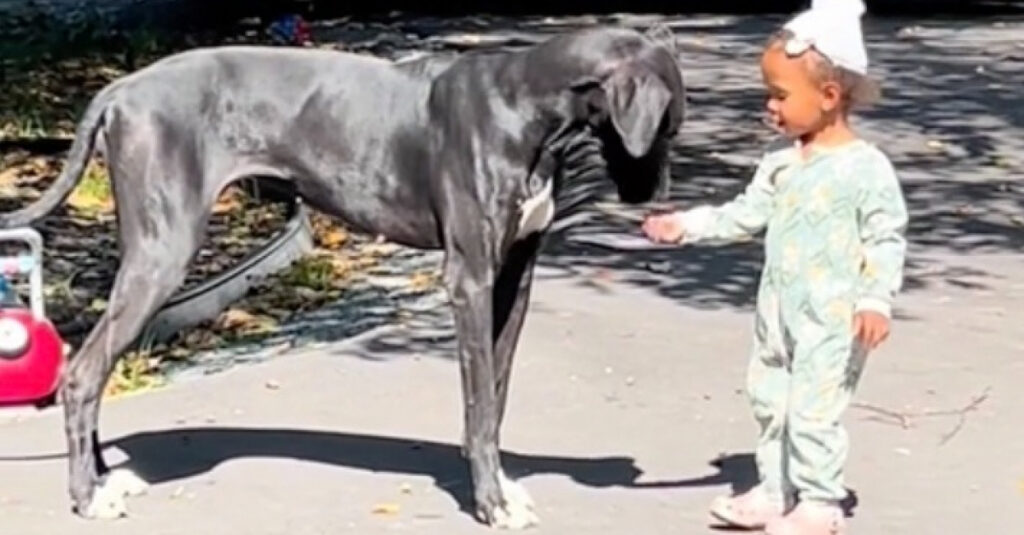 Incroyable vidéo : une chienne émeut le monde en protégeant affectueusement une petite fille ! 💕🐶👧