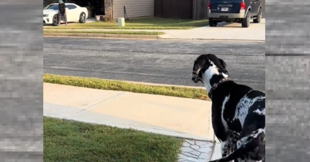 La chienne fait fondre son voisin d’en face avec une réaction inattendue (vidéo)