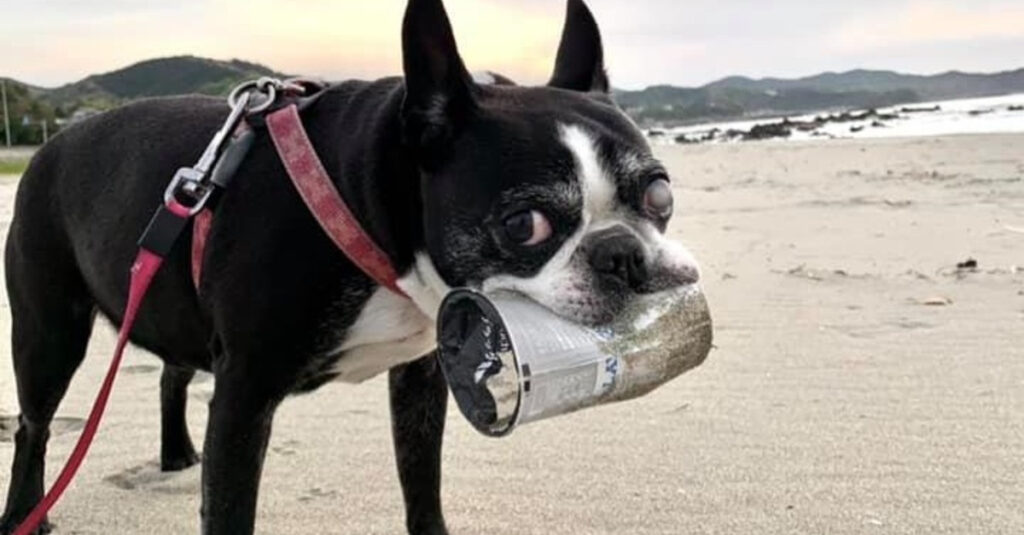 La chienne passionnée nettoie la plage et inspire tous ceux qui la croisent