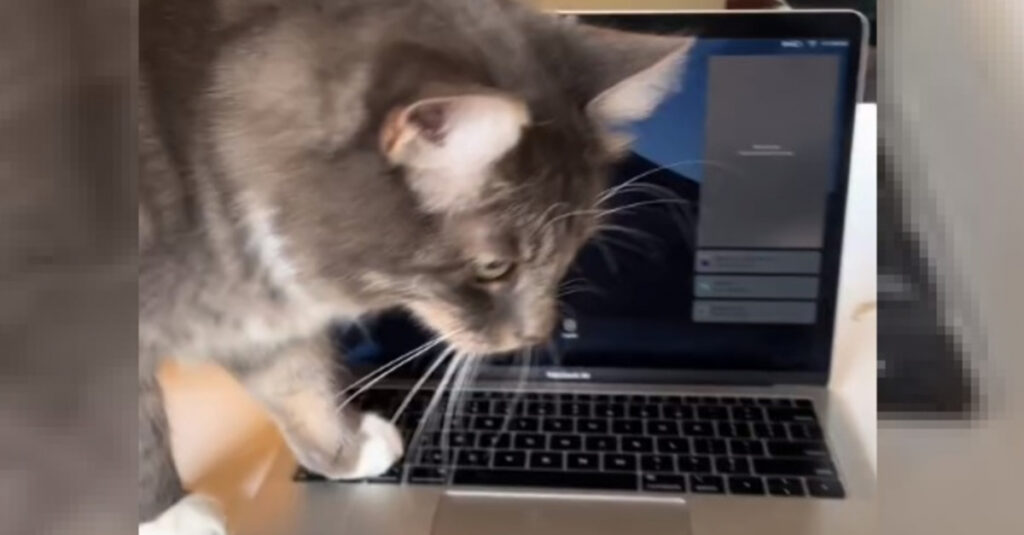 La solution ultime pour travailler tranquillement malgré un chat envahissant (vidéo)