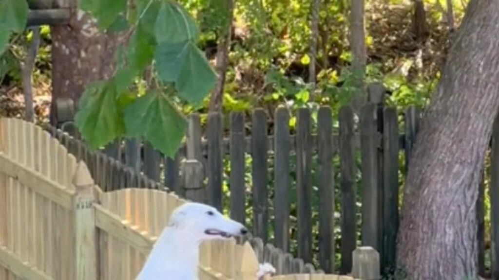 Le chien du voisin éclate de rire en accueillant les nouveaux arrivants – Vidéo vue par 2M de personnes