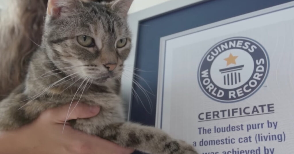 Record mondial : Découvrez le ronronnement incroyable de cette chatte, comparée à une bouilloire en ébullition !