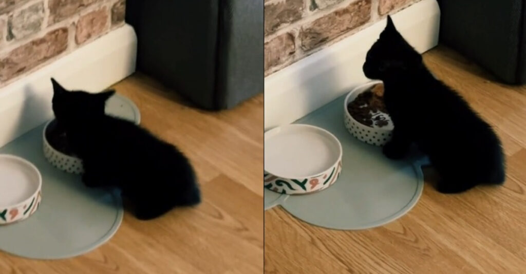 Regardez la réaction incroyable d’un chaton qui découvre enfin l’indépendance à l’heure des repas !