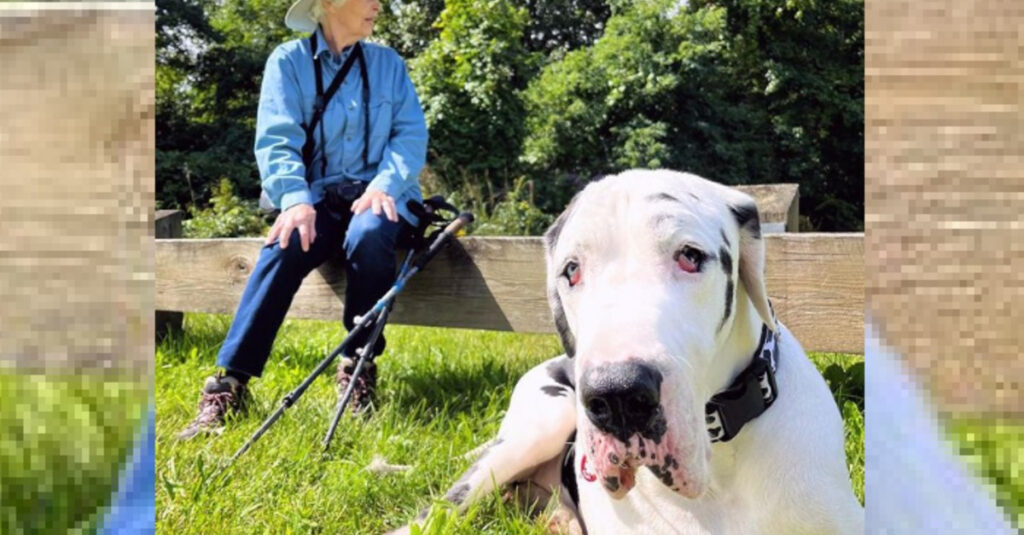 Rencontre émouvante : Mamie trouvent un réconfort inattendu avec un Dogue Allemand passionné de randonnée !