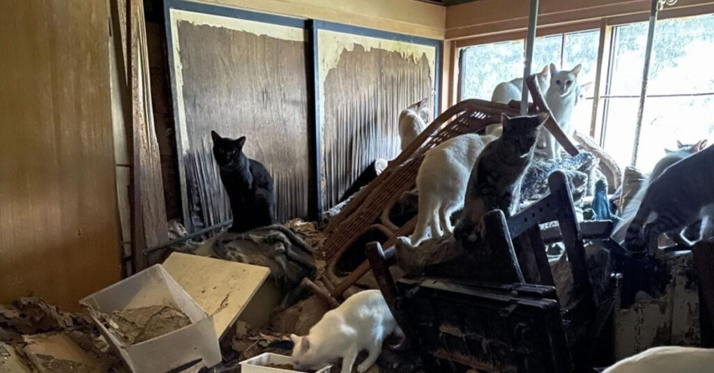 Scandale : 170 chats abandonnés dans l’horreur d’une maison insalubre, le propriétaire enfin découvert !