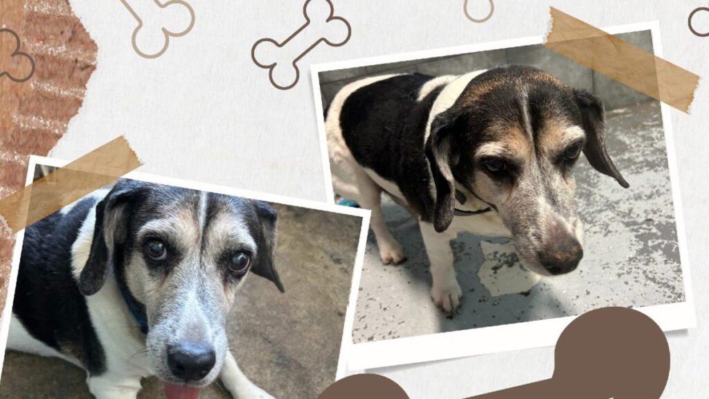 Un Beagle abandonné à 14 ans, sa santé se dégrade rapidement !