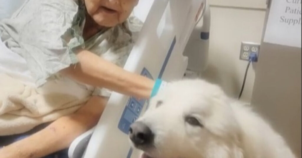 VIDEO : Yeti, le bienfaiteur enchanté des patients, fait de leurs journées un véritable paradis !
