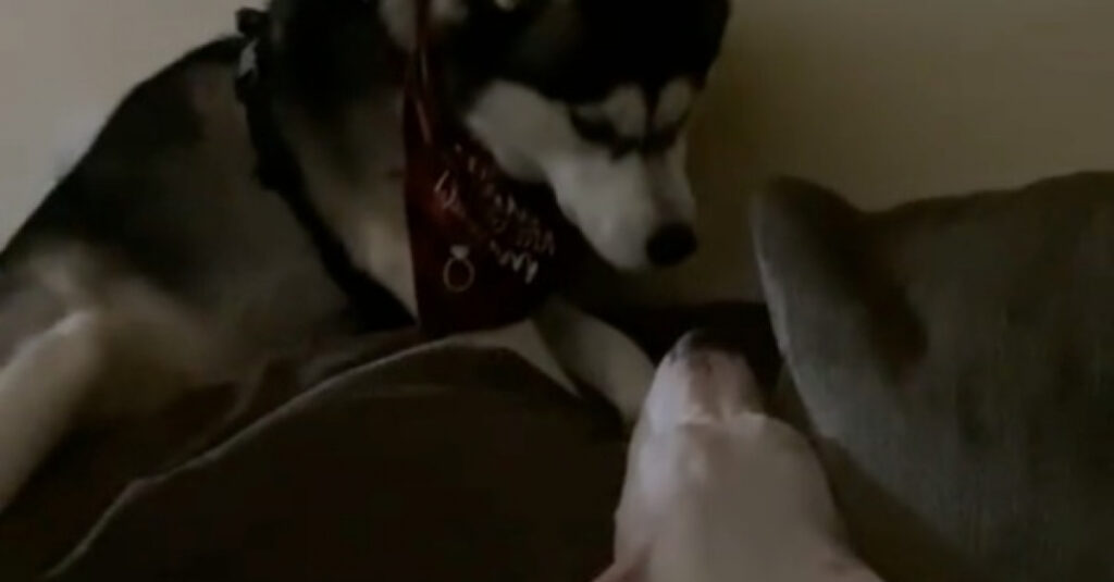 Vidéo émouvante : Husky sourd ignore son frère, sa réaction est surprenante !