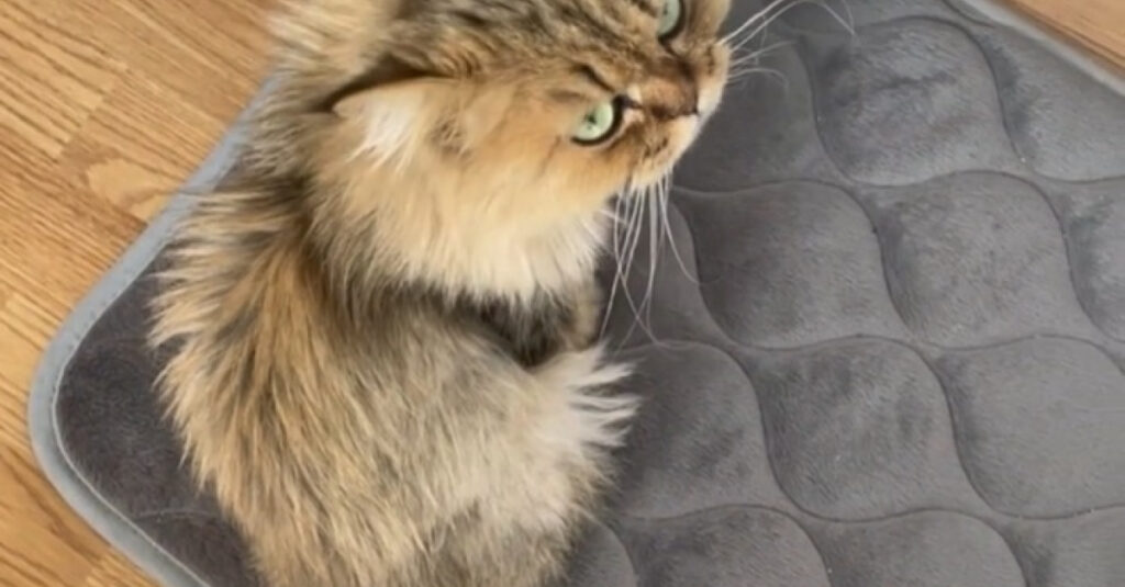 Vidéo exclusive : Une chatte se venge après le déménagement de ses meubles ! 😱