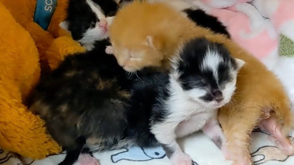 5 chatons orphelins sauvés par un héros : leur incroyable rencontre changera leur vie à jamais (vidéo)