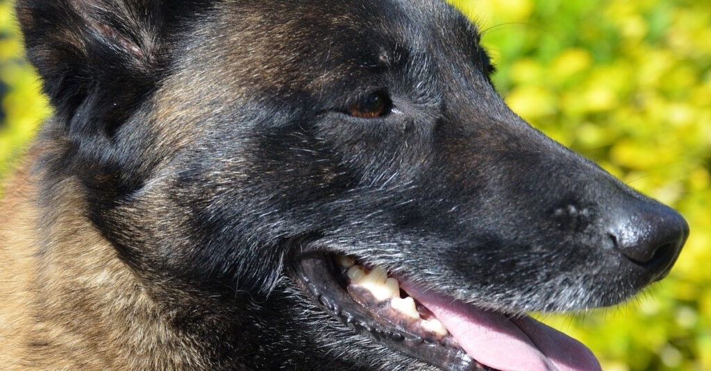 Alerte : Les chiens de sécurité menacés aux JO 2024 ! La Fondation Brigitte Bardot interpelle le ministre de l’Intérieur