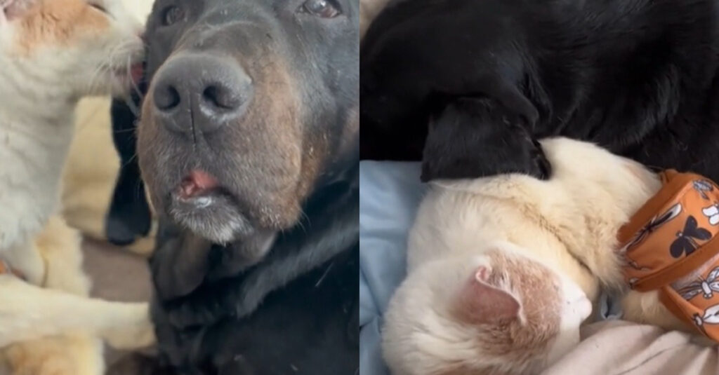 Chaton handicapé et chien paralysé : leur amitié indéfectible va vous émouvoir !