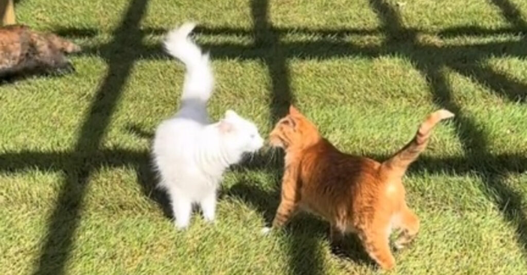 Découvrez la réaction incroyable des chats d’un refuge face à leur nouveau jardin (vidéo)