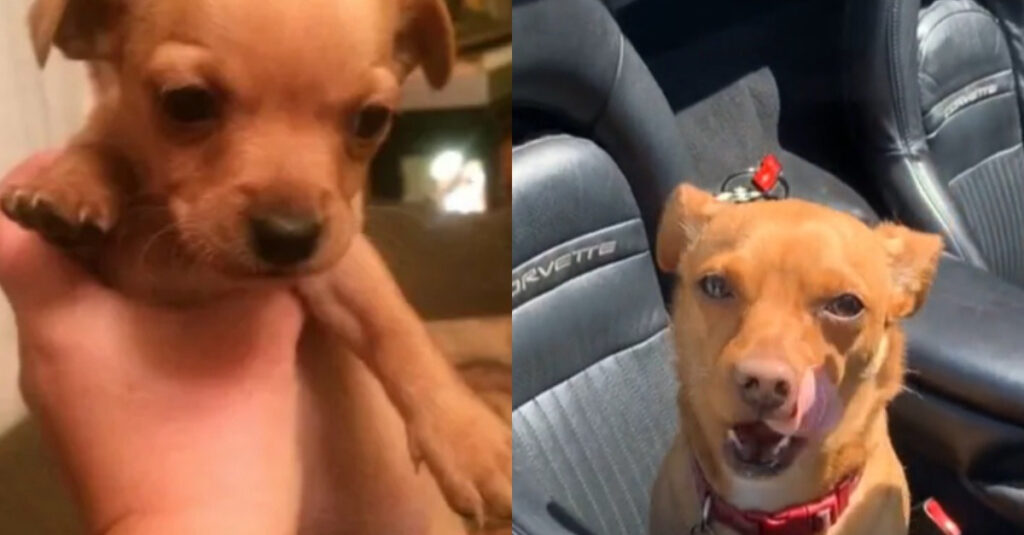 Elle voulait un Chihuahua, mais ce qu’elle a fini par adopter va vous surprendre!