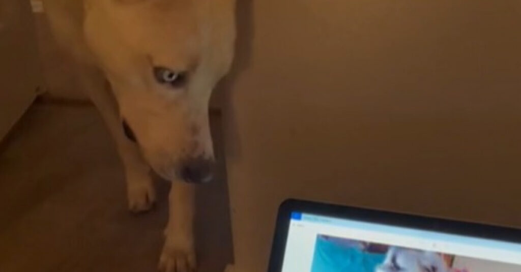 Émouvant: Ce chien réagit incroyablement en entendant la voix de son ami disparu (vidéo)