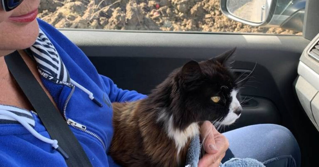 Émouvant : Couple désespéré à la recherche de son chat après un cyclone ravageur