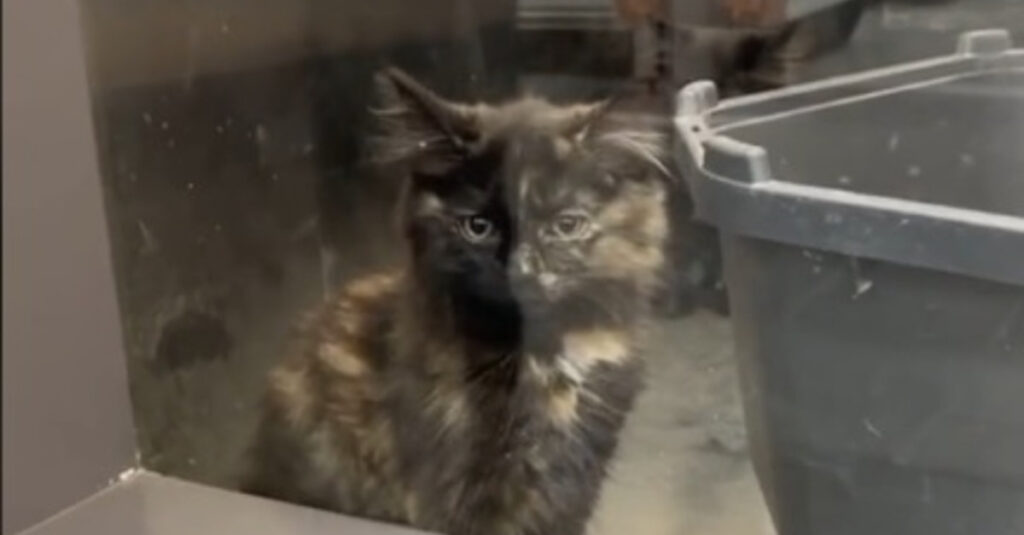 Hallucinant : Ce chaton semblait calme mais ce qui se passe ensuite est incroyable ! (vidéo)