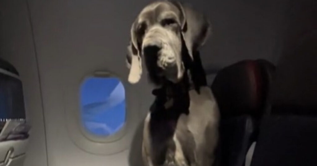 INCROYABLE: Il emmène son Dogue Allemand en avion et réserve 3 sièges pour lui !