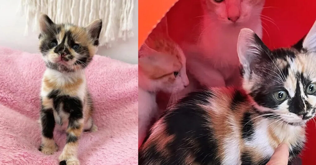 INCROYABLE ! Un sauvetage de chatons conduit à une amitié surprenante entre 4 petits félins