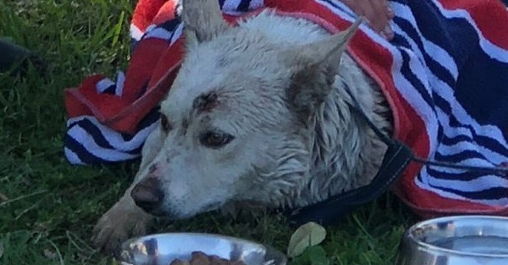 INCROYABLE : Une chienne piégée près d’un barrage suscite une mobilisation sans précédent des riverains et secouristes !