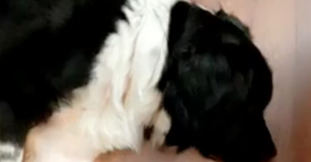 Incroyable révélation sur les aboiements de leur chienne : la vidéo qui les rend hilares !