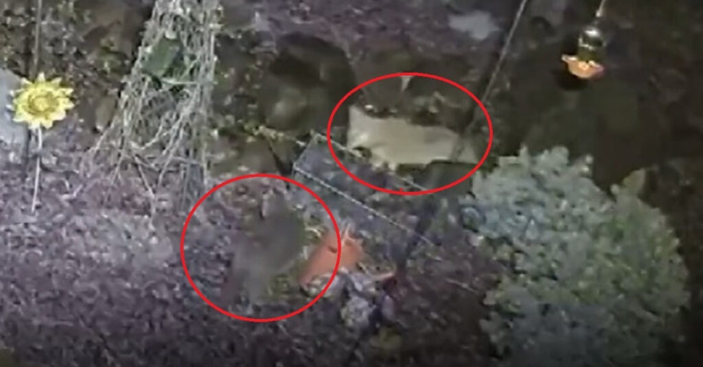Incroyable vidéo : Chat sénior affronte sans peur un coyote !